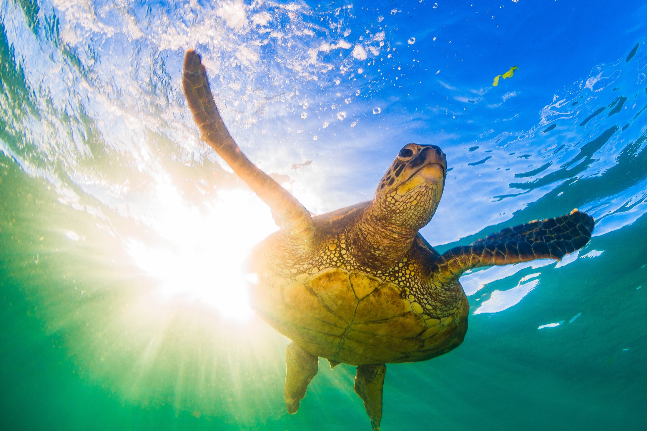 Beautiful Hawaiian Green Sea Turtle